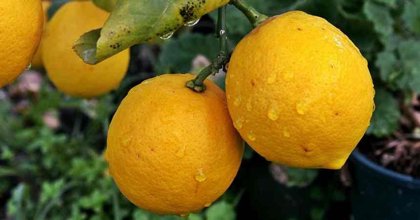 Alkaline Weight loss plan for an Athletic Edge